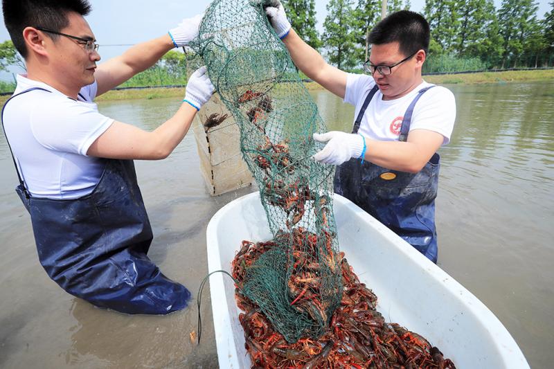 "吃货"福利:上海本地小龙虾开捕,每日供应上海市场逾万斤