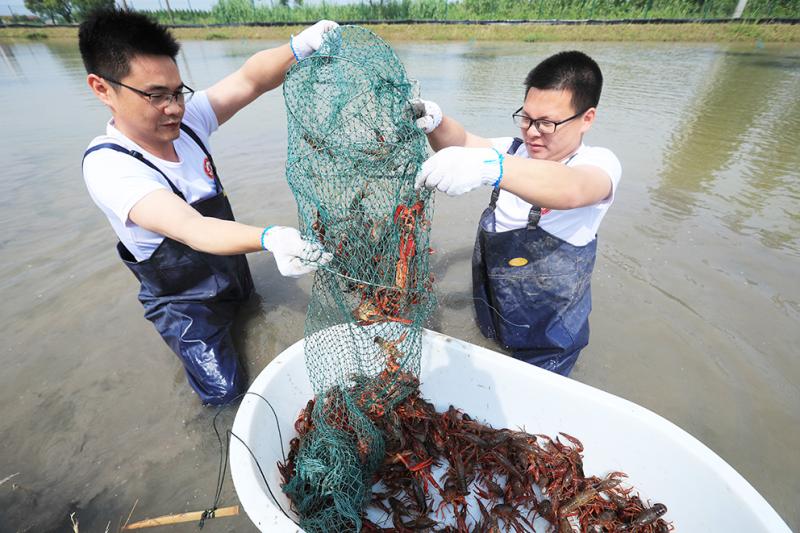 施用菜籽饼等方式,改善小龙虾生存环境;通过定期喂养植物性高蛋白的