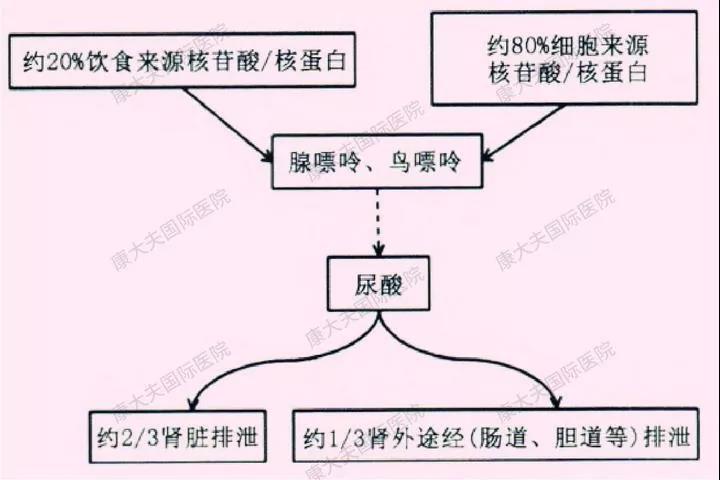 尿酸由饮食摄入和体内分解的嘌呤化合物在肝脏中产生.