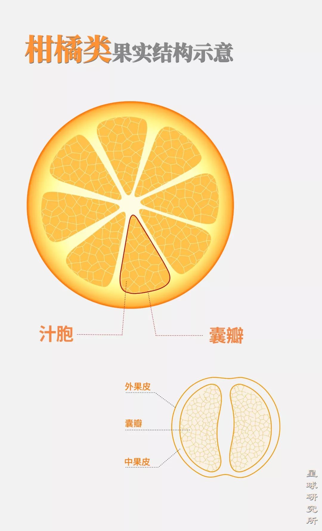 为特征 即围绕中轴发育多个囊瓣 囊瓣内富含汁液 (柑橘类果实结构示意