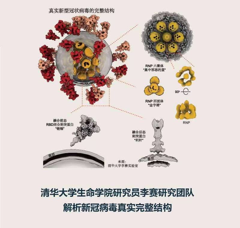 率先向全世界公布新冠病毒真实完整结构!这个年轻团队