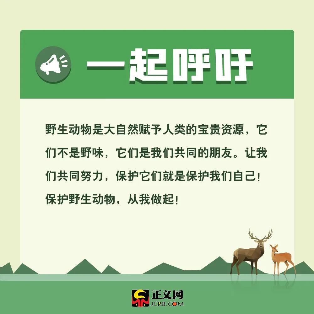 保护野生动物,你应该这样做!