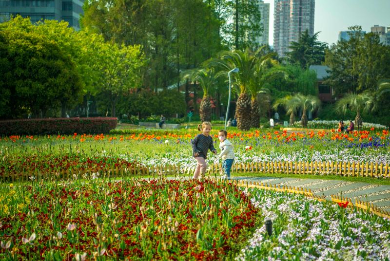 气温回暖春意浓,南园滨江绿地有片郁金香花海