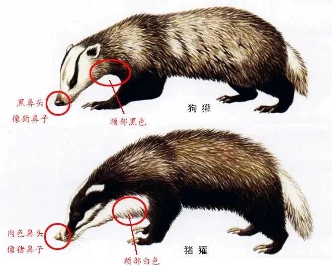 浙江省首次获得野生狗獾影像记录