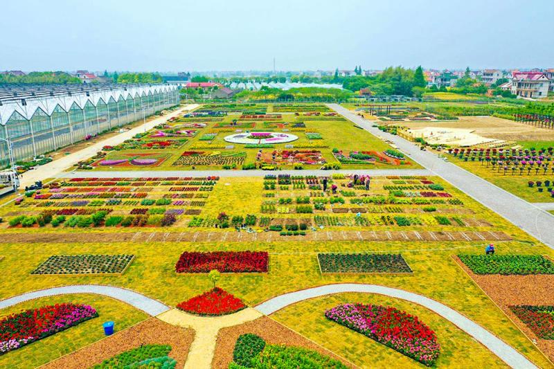 2021年中国花博会倒计时一周年,上海(崇明)国际新优花卉展开幕