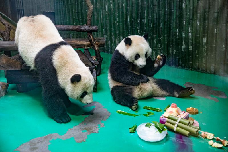 萌翻啦,上海动物园给大熊猫过生日,吃的是粽子