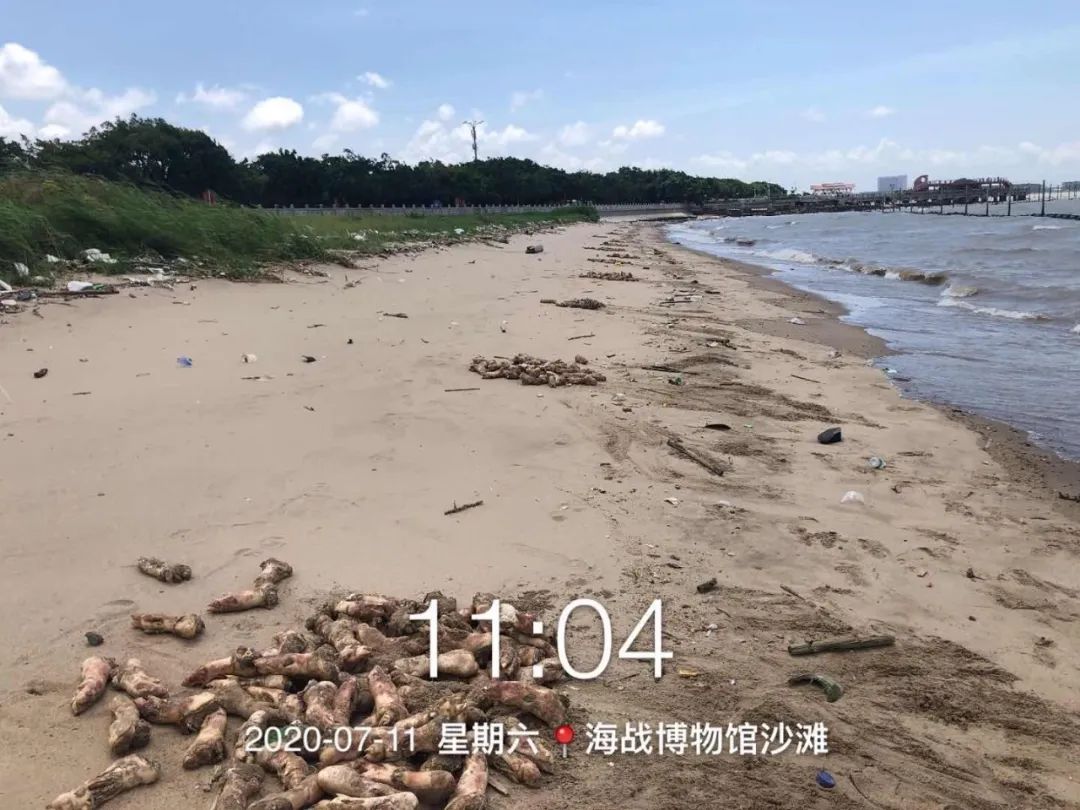 东莞虎门大桥附近海滩现万只猪蹄，公安等多部门介入