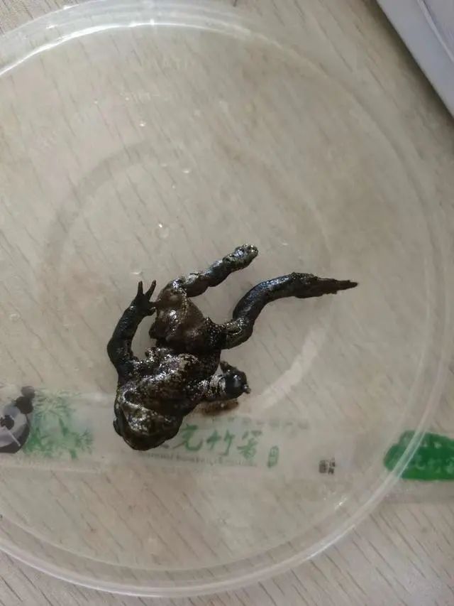外卖里吃到一只蟾蜍