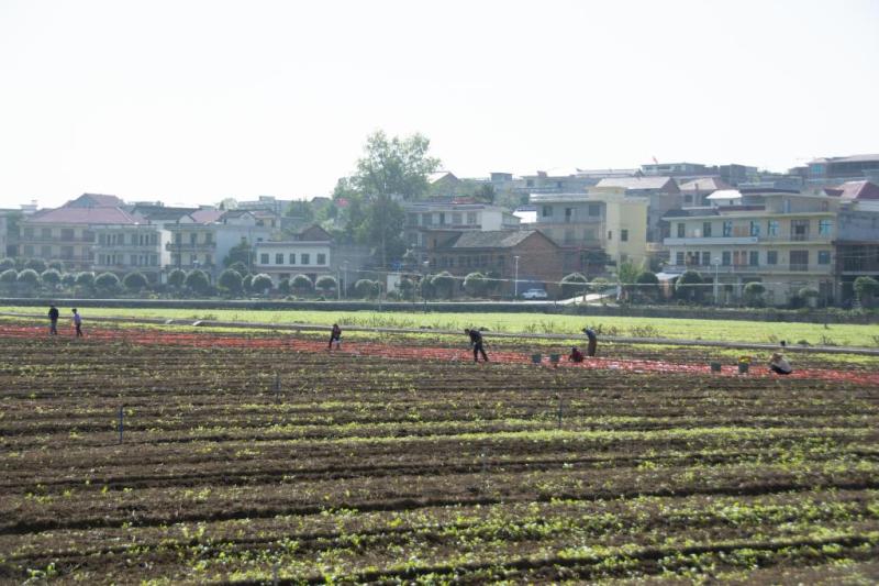 涟源市桥头河镇珠璜村蔬菜种植基地,当地农户在种植蔬菜.