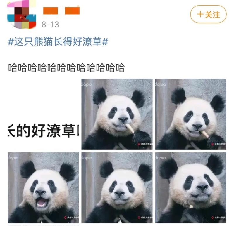最近 成都大熊猫繁育研究基地的一只熊猫 因"长相过于潦草"火了