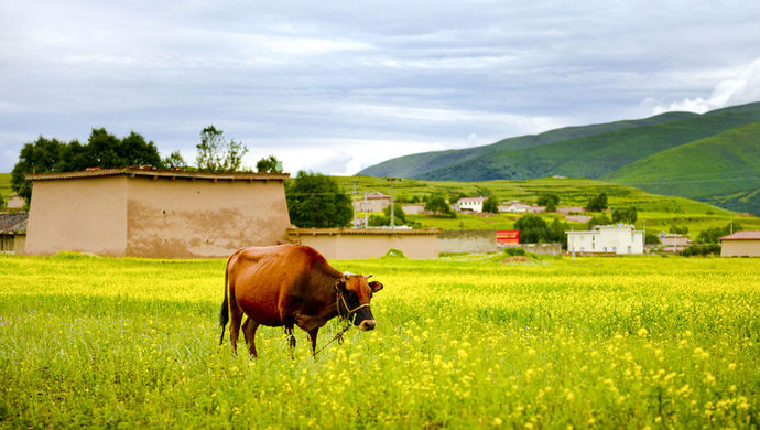 女 博士嫁 到 农村 当儿媳 笔下 乡村 图景被网友惊