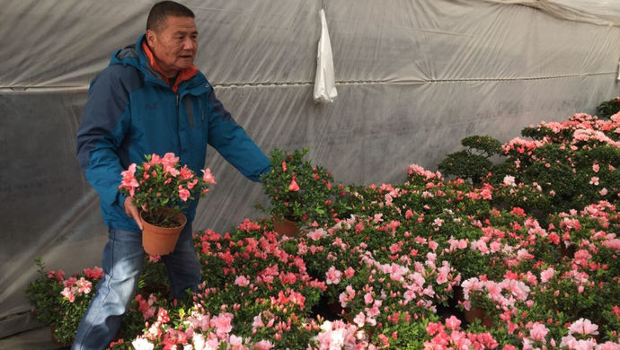 走亲访友的市民大多喜欢带上一束鲜花,这也带火了上海"年宵花"的销售