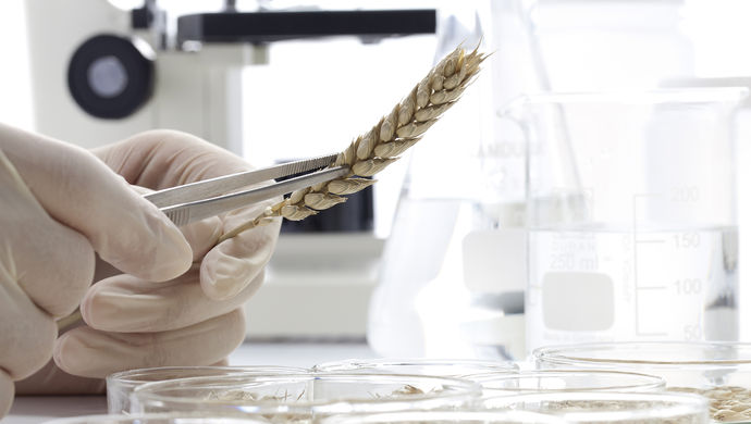 超半数农作物产量损失由干旱造成,我国科学家