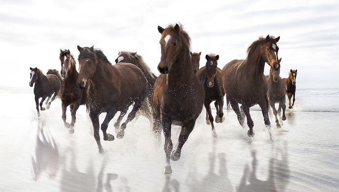 头一遭!北京法院双十一网购平台拍卖11匹马