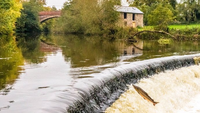神奇的生命循环之旅--上观