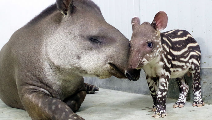 南美貘男宝取名花朵,小长颈鹿出生1小时就能