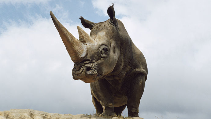 比黑天鹅更可怕!人民日报提及的新词灰犀牛