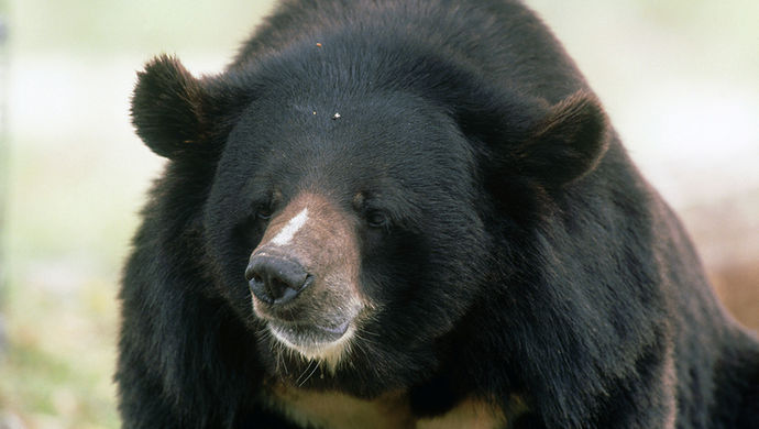 哪个是真的?八达岭动物世界黑熊伤人视频,网友