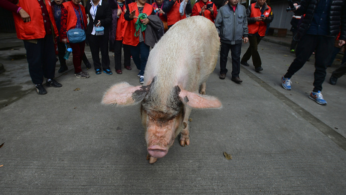 挺过汶川地震的猪坚强去世后将做成标本?博