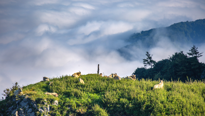 陕西出台《秦岭生态环境保护行动方案》,确保