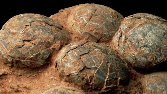 摘要:专家现场鉴定发现这6枚"石蛋"为恐龙蛋化石,并在现场再次发现了