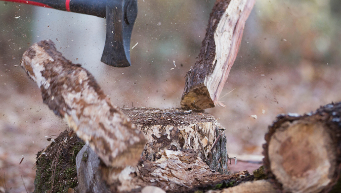 五指山市黄花梨遭滥伐，林业站不管还怼记者：怎么是我的职责