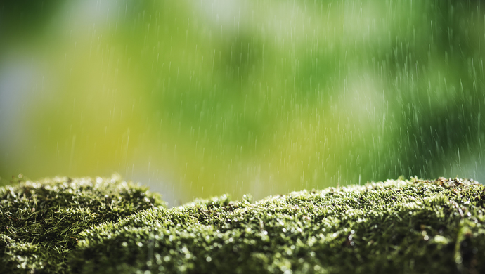 上海本周雨天"六连击",春雨频繁正常吗?