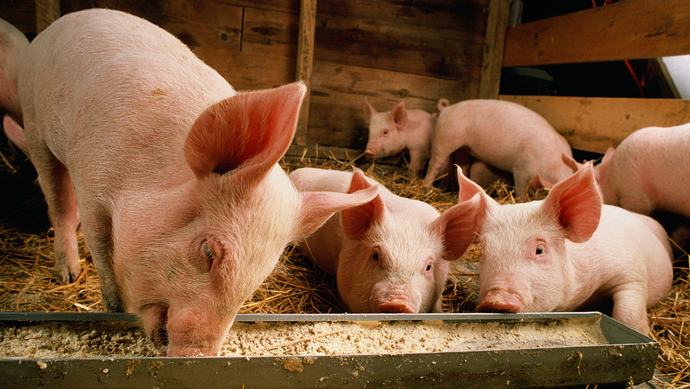 重庆江津区排查出非洲猪瘟疫情:为外省违规调运的生猪