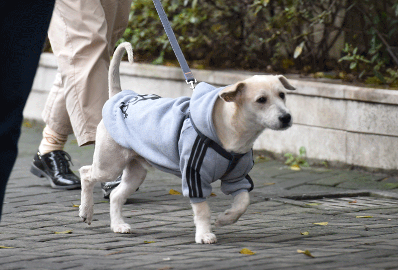 壁纸 动物 狗 狗狗 800_543 gif 动态图 动图