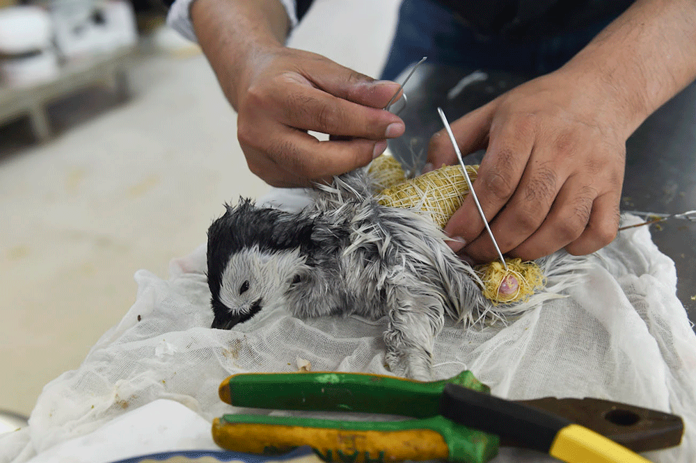 高清动图揭秘动物标本制作--上海自博馆帝企鹅