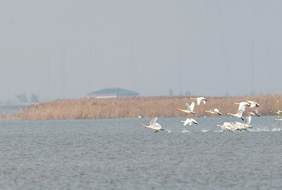 这个冬天,崇明东滩有了天鹅湖