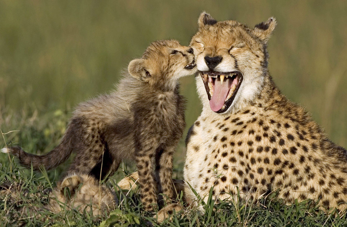 【眼界】动物世界的母子情深