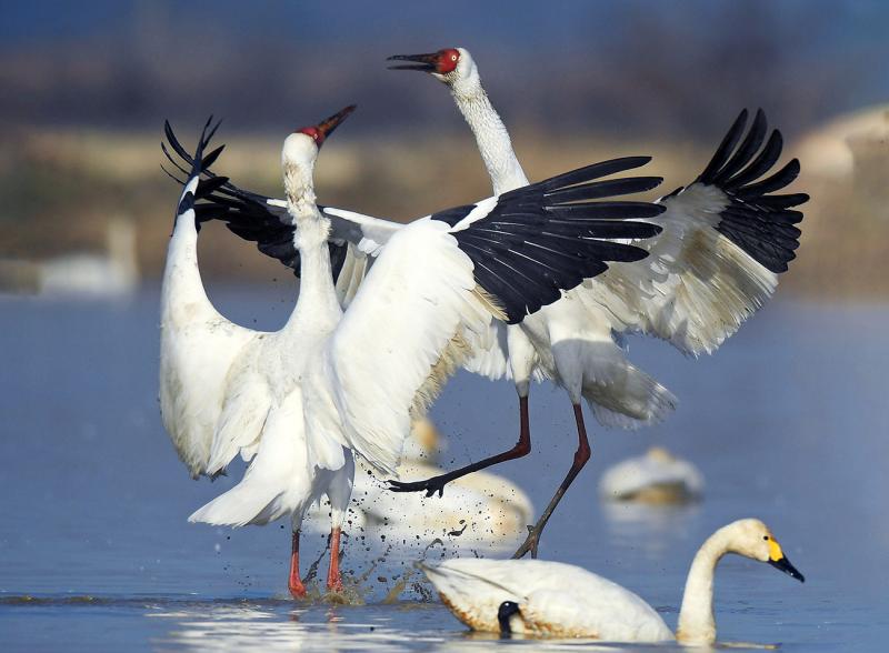 两只鸡剧白鹤的腿猜成语_两只白鹤图案飞