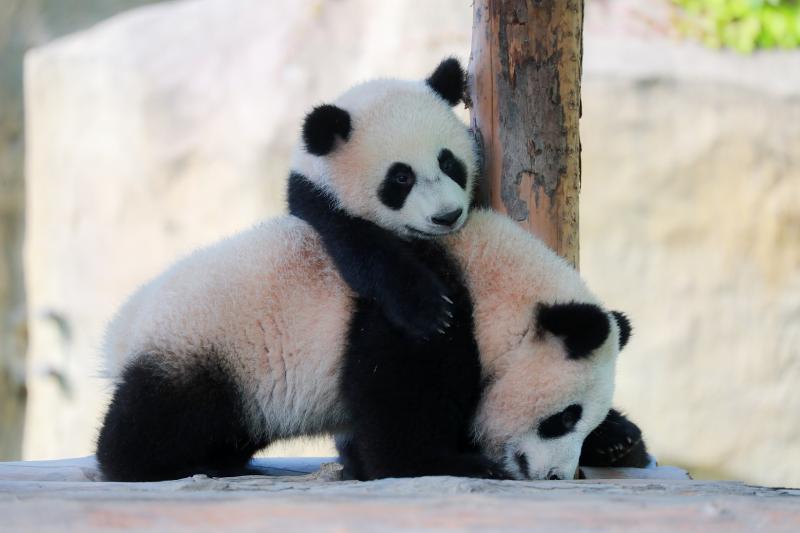 上海野生动物园开启小动物欢乐节,一批珍稀动物宝宝等待小朋友共度"