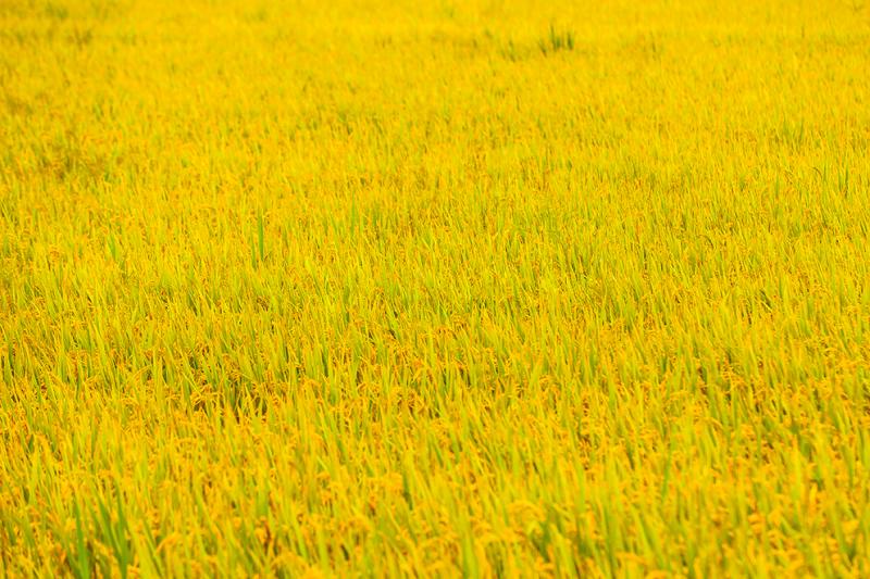 洒向金灿灿的稻田,光明米业万亩粮田水稻梯次成熟