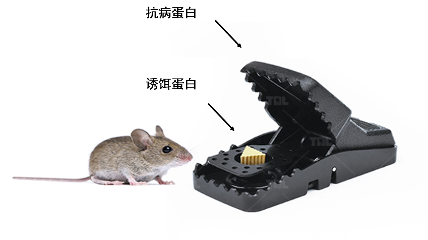 周俭民团队发现了病原细菌和植物之间令人惊叹的攻防策略.