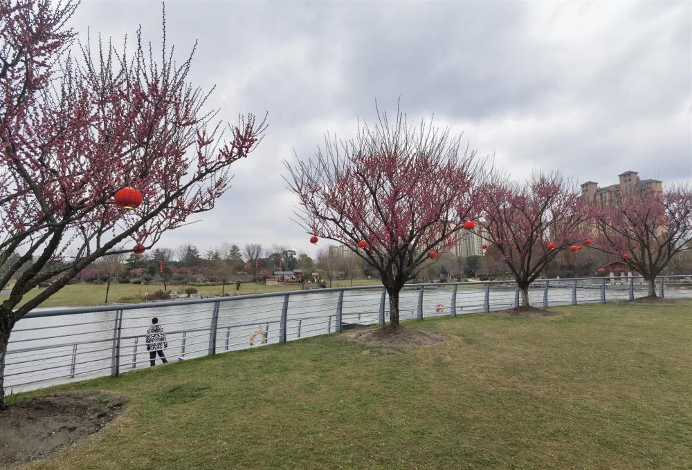 首届莘庄梅花节开幕1000余株梅花40进入盛花期