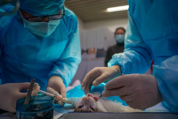 流浪猫绝育手术免费,上海小动物救助领养中心开放预约