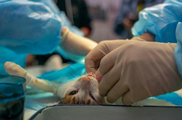 流浪猫绝育手术免费,上海小动物救助领养中心开放预约