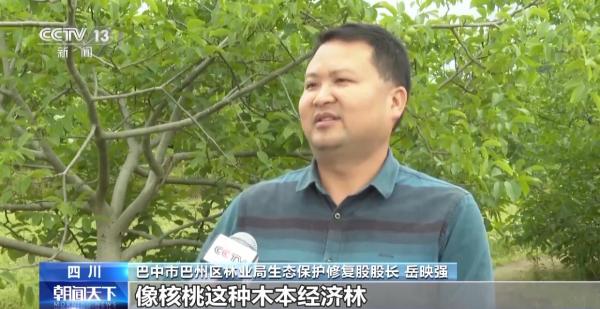 图片[2]-践行大食物观 森林“粮库”让中国饭碗更“丰盛”-上淘有品虚拟资源下载