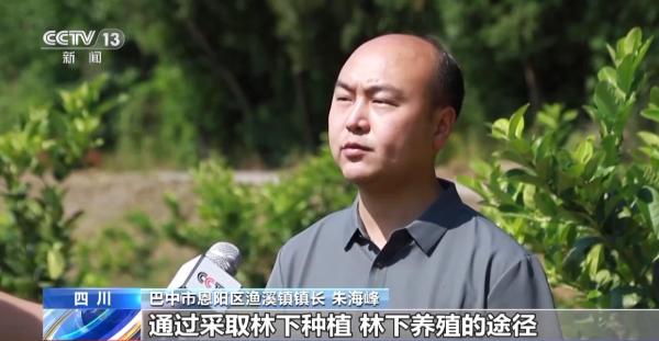 图片[4]-践行大食物观 森林“粮库”让中国饭碗更“丰盛”-上淘有品虚拟资源下载