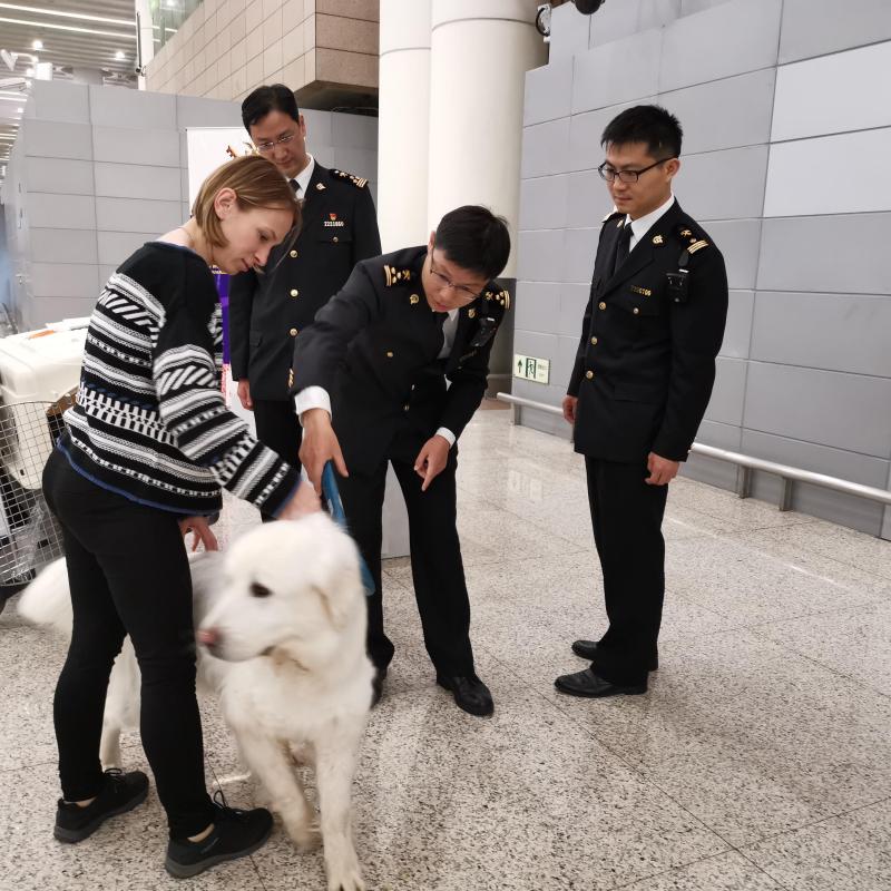 進境寵物為何偏心走上海浦東機場？1個月就申報了311只！ 寵物 第1張