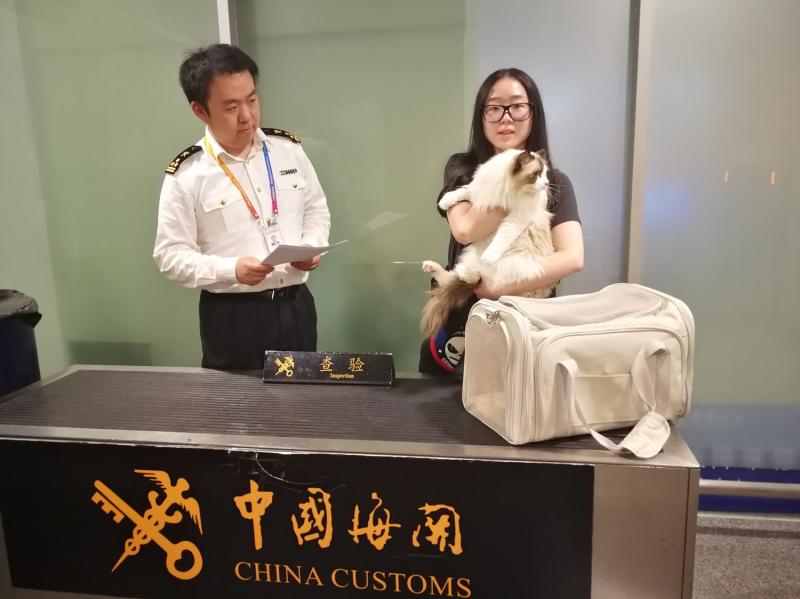 進境寵物為何偏心走上海浦東機場？1個月就申報了311只！ 寵物 第3張