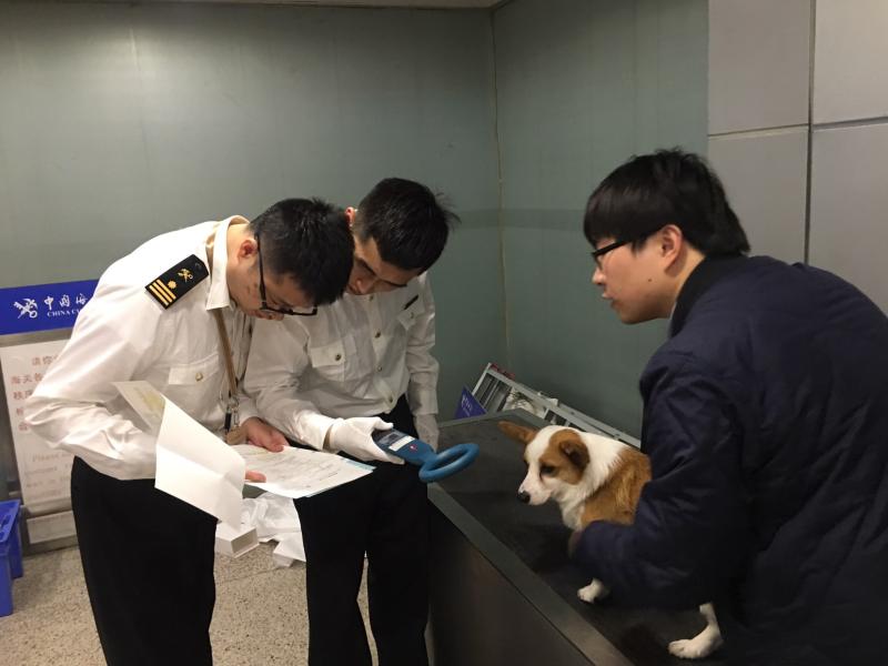 進境寵物為何偏心走上海浦東機場？1個月就申報了311只！ 寵物 第2張