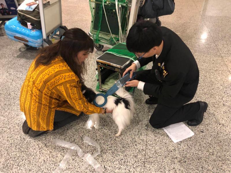 進境寵物為何偏心走上海浦東機場？1個月就申報了311只！ 寵物 第5張