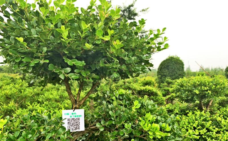 崇明园艺村"老树发新枝","瓜子黄杨之乡"变壮又变美