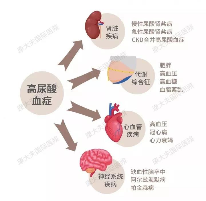 高尿酸血癥的危害