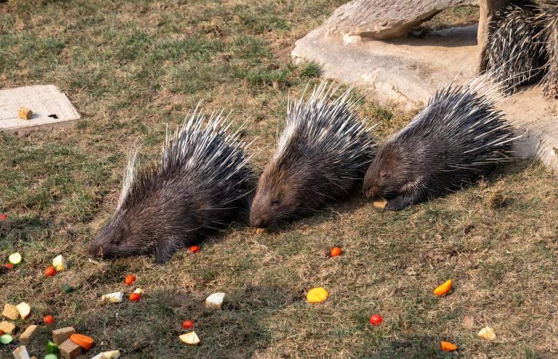 鼠年看鼠上海动物园整出了那么多花样