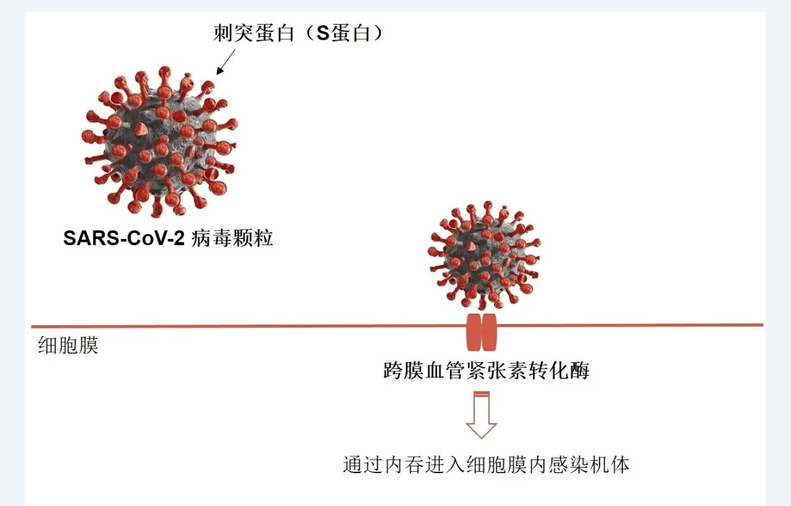 防疫新科普 上海抗体药研发取得进展 预防新冠肺炎比疫苗更精准