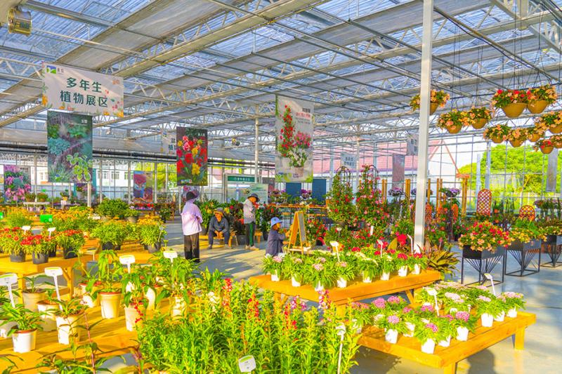 2021年中国花博会倒计时一周年上海崇明国际新优花卉展开幕